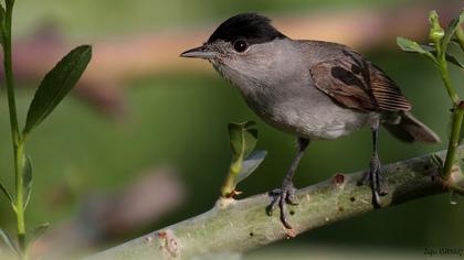 Karabaşlı ötleğen