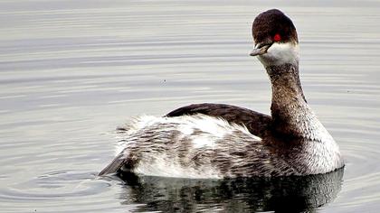 Karaboyunlu batağan