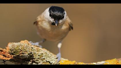 Kayın baştankarası » Marsh Tit » Poecile palustris
