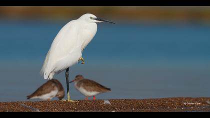 Küçük ak balıkçıl