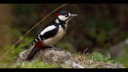 Orman alaca ağaçkakanı