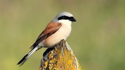 Kızılsırtlı örümcekkuşu