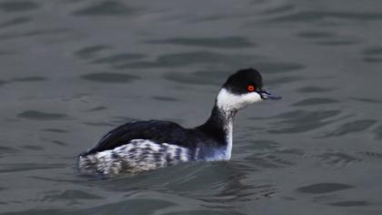 Karaboyunlu batağan