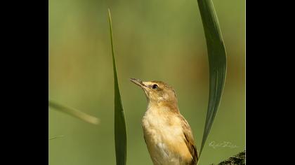 Büyük kamışçın