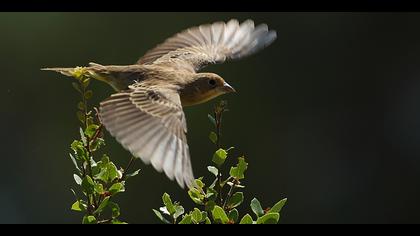 Karabaşlı kirazkuşu