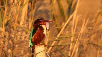 İzmir yalıçapkını