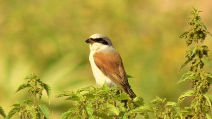 Kızılsırtlı örümcekkuşu