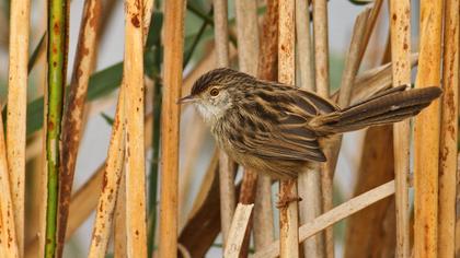 Dikkuyruklu ötleğen