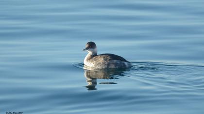 Karaboyunlu batağan