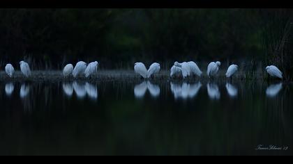 Küçük ak balıkçıl