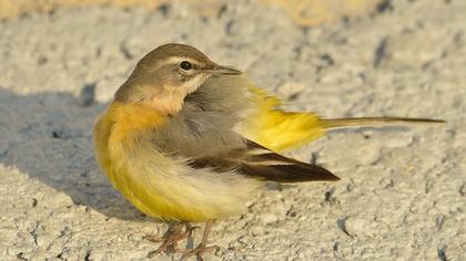 Dağ kuyruksallayanı