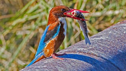 İzmir yalıçapkını