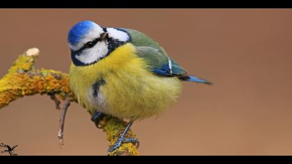 Mavi baştankara » Eurasian Blue Tit » Cyanistes caeruleus