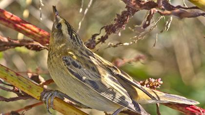 Kındıra kamışçını