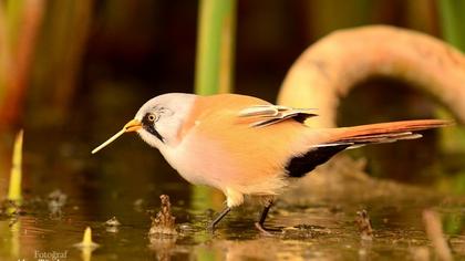 Bıyıklı baştankara
