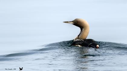 Karagerdanlı dalgıç