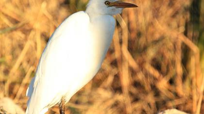Sığır balıkçılı