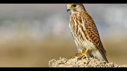 Kerkenez » Common Kestrel » Falco tinnunculus