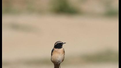 Karakulaklı kuyrukkakan