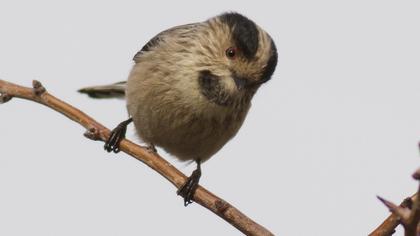 Uzunkuyruklu baştankara