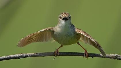 Dikkuyruklu ötleğen