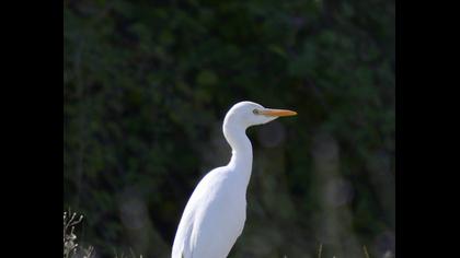 Sığır balıkçılı