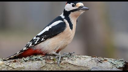 Orman alaca ağaçkakanı