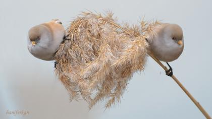 Bıyıklı baştankara