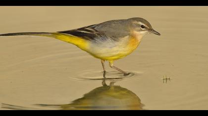 Dağ kuyruksallayanı