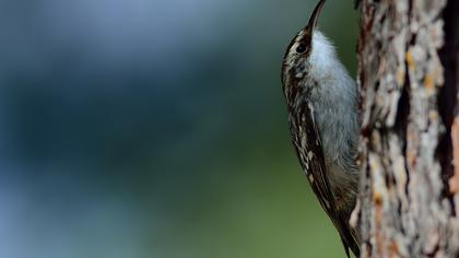 Bahçe tırmaşıkkuşu