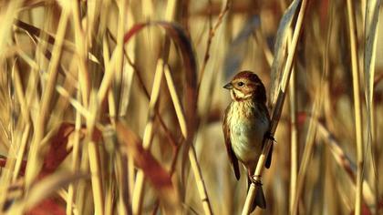 Bataklık Kirazkuşu