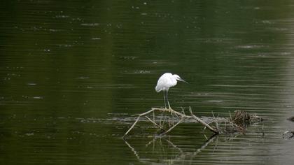 Küçük ak balıkçıl