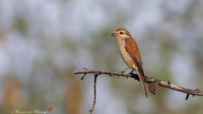 Kızılsırtlı örümcekkuşu