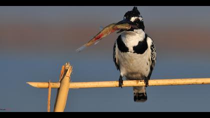 Alaca yalıçapkını