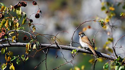 Kızılsırtlı örümcekkuşu