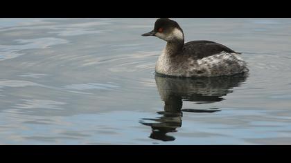 Karaboyunlu batağan