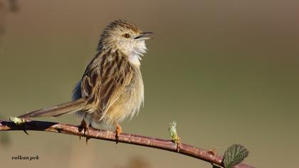 Dikkuyruklu ötleğen