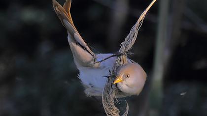 Bıyıklı baştankara