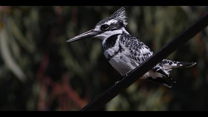 Alaca yalıçapkını