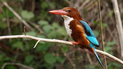 İzmir yalıçapkını