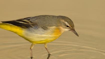 Dağ kuyruksallayanı