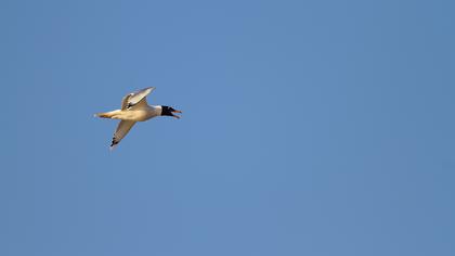 Büyük karabaş martı