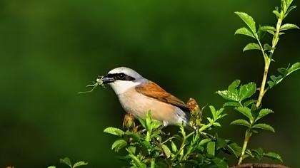 Kızılsırtlı örümcekkuşu