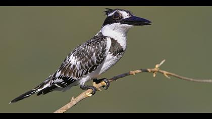 Alaca yalıçapkını