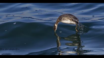 Karaboyunlu batağan