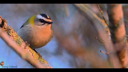 Sürmeli çalıkuşu