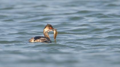 Karaboyunlu batağan