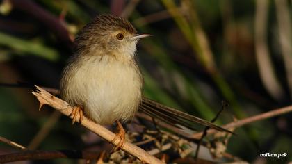 Dikkuyruklu ötleğen