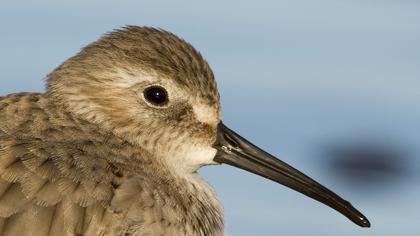 Karakarınlı kumkuşu