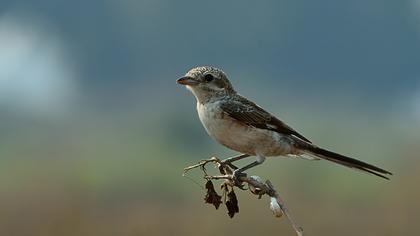 Maskeli örümcekkuşu
